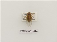 藏品(草蟬)的圖片